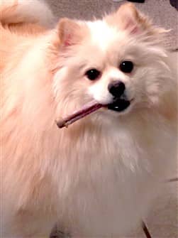 cute-white-pomeranian-dog